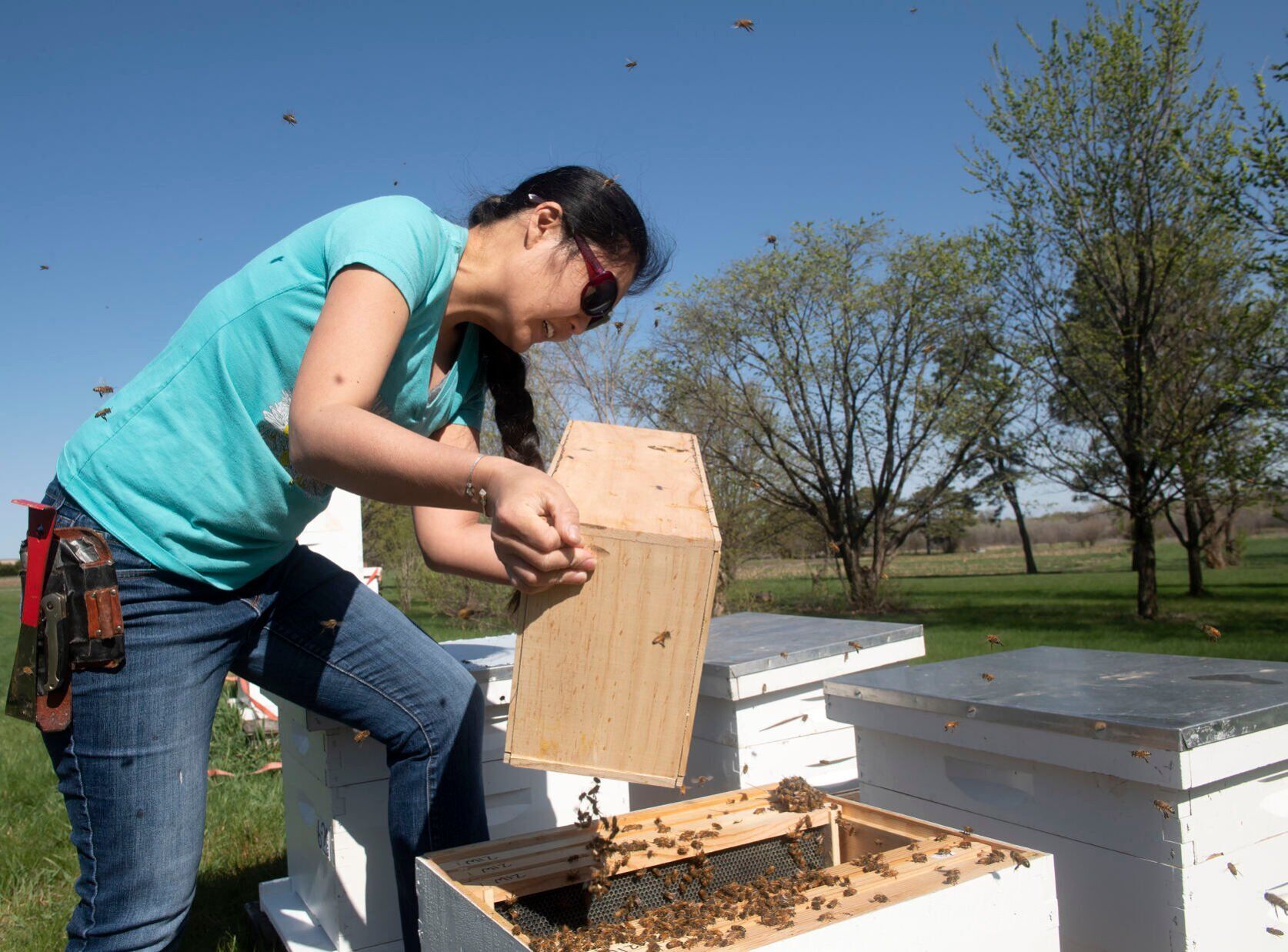 Honey bee hive